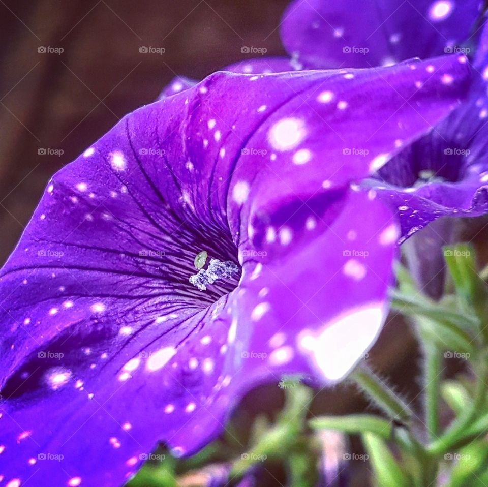 Violet flower: Petunia Night Sky