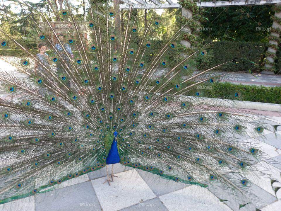 Peacock Feather
