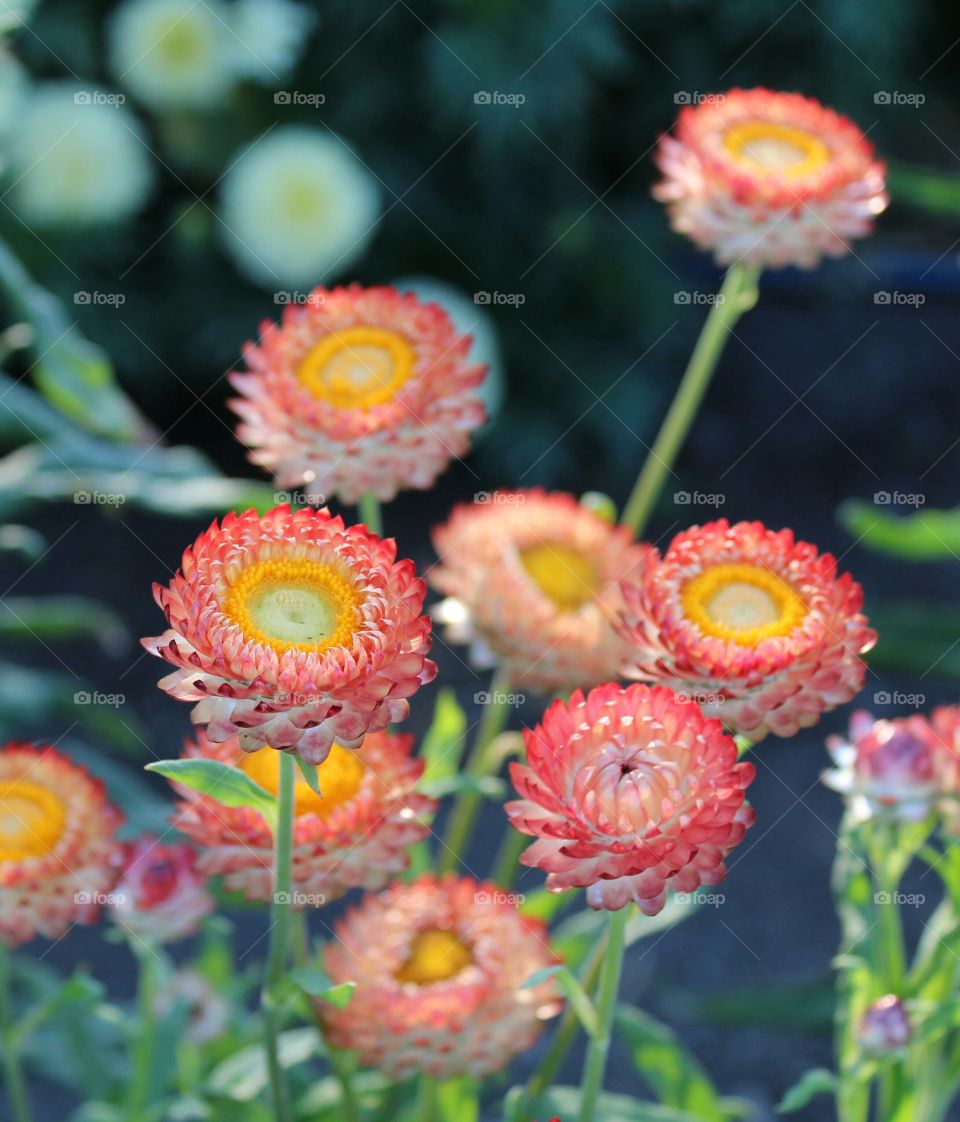 Community flower garden