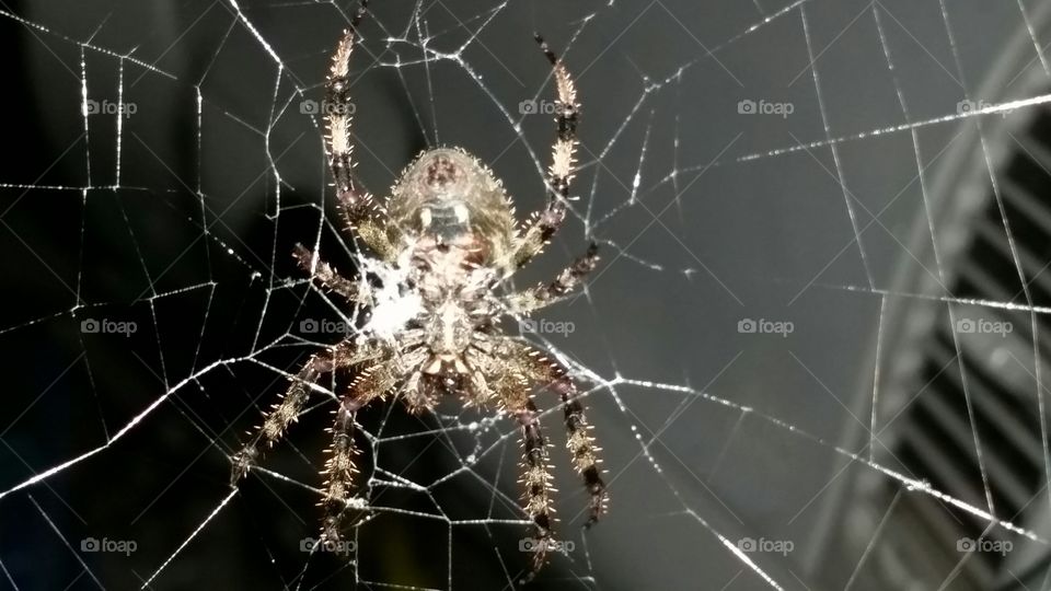 Spider & web