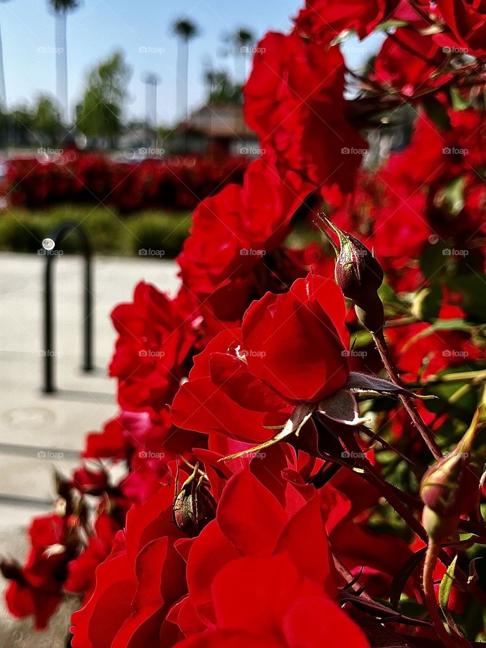 Urban Red Roses Plants