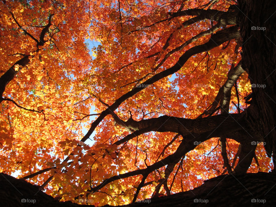 sky red tree orange by ashley77