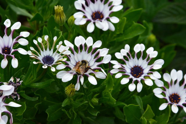 In bloom