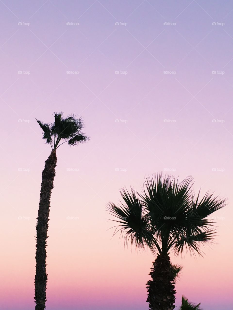 Pink sunset and palm trees 