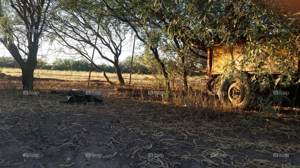 Resting Wheel. trailer in backyard