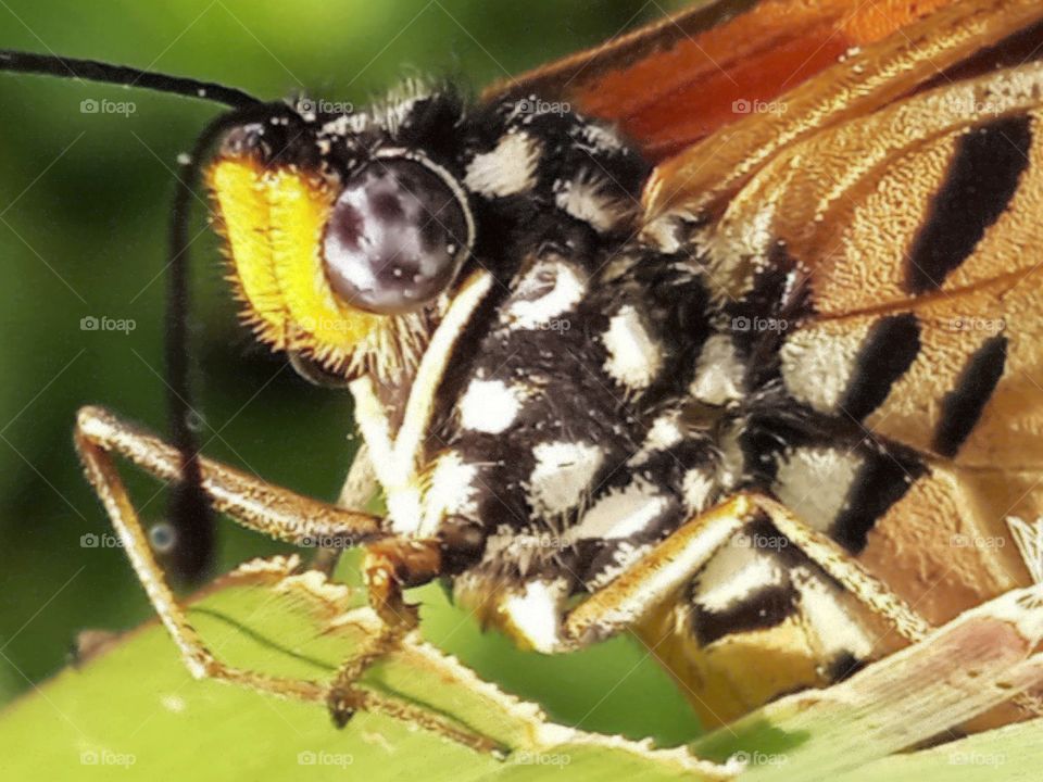 The eye of the butterfly look like a football.