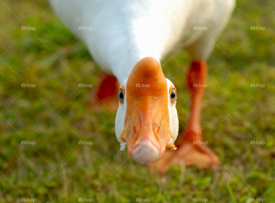goose aggressive funny goose goose macro by lightanddrawing