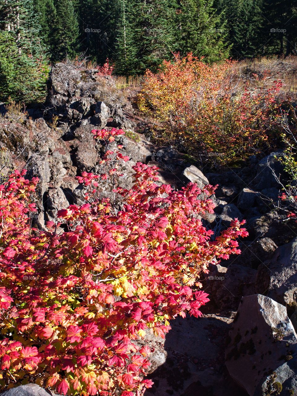 Vibrant maple vines in their fall colors of red, yellow, and orange grow in the hardened lava rock in Oregon's forests on a beautiful sunny day.