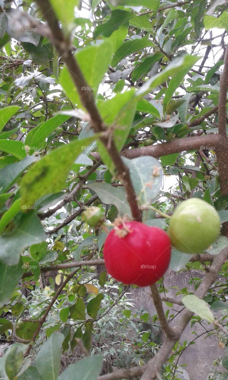 Tree, Fruit, Leaf, Nature, Branch
