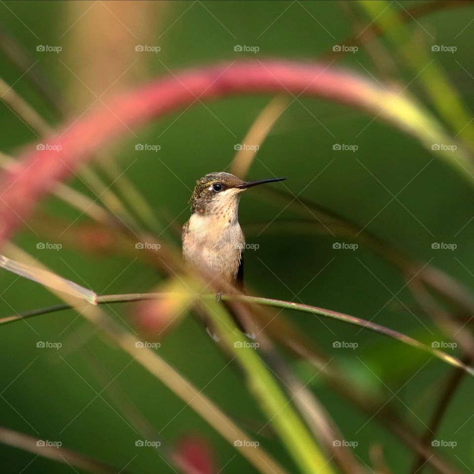 ruby-throated hummingbird