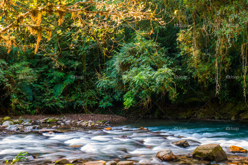 River and Forest