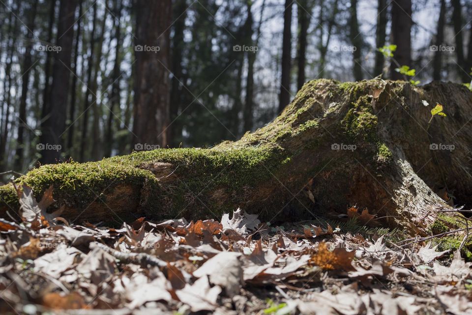 Roots of tree with green moss in  forest
