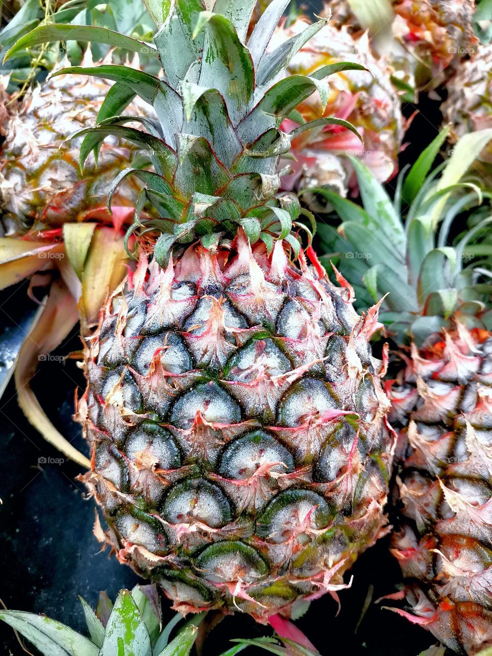 Pineapple