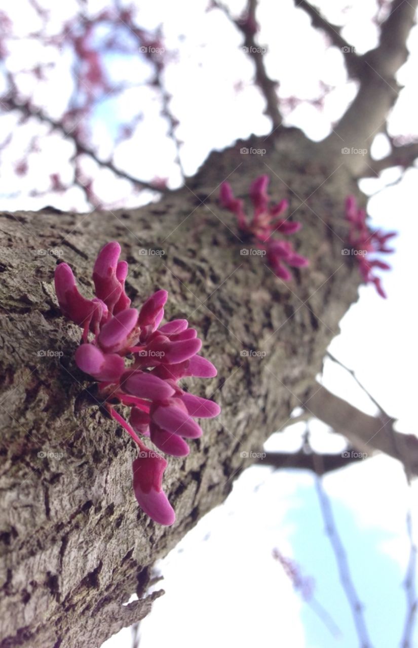 Beautifully budding