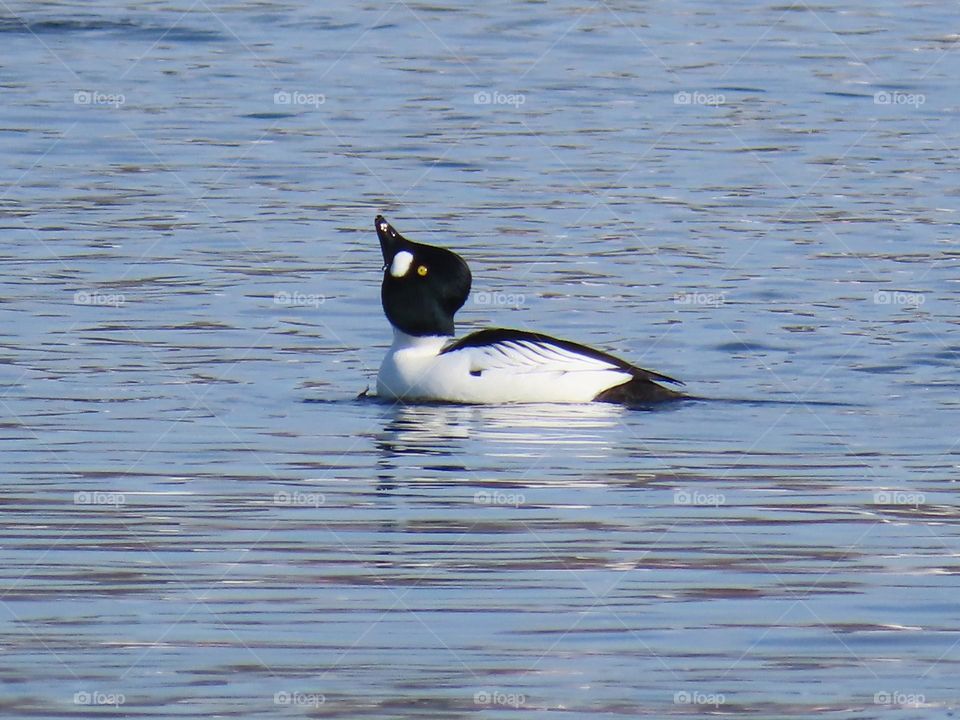 Waterfowl mating dance