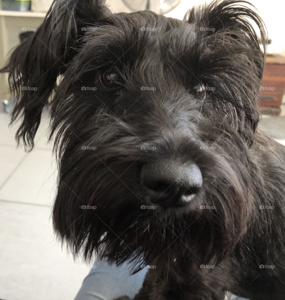 Schnauzer black