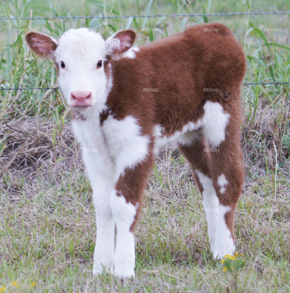 Cute young calf at a farm