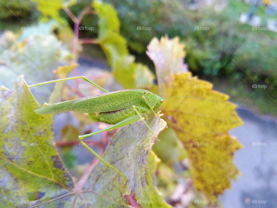 grasshopper sits on a leaf, summer 2016