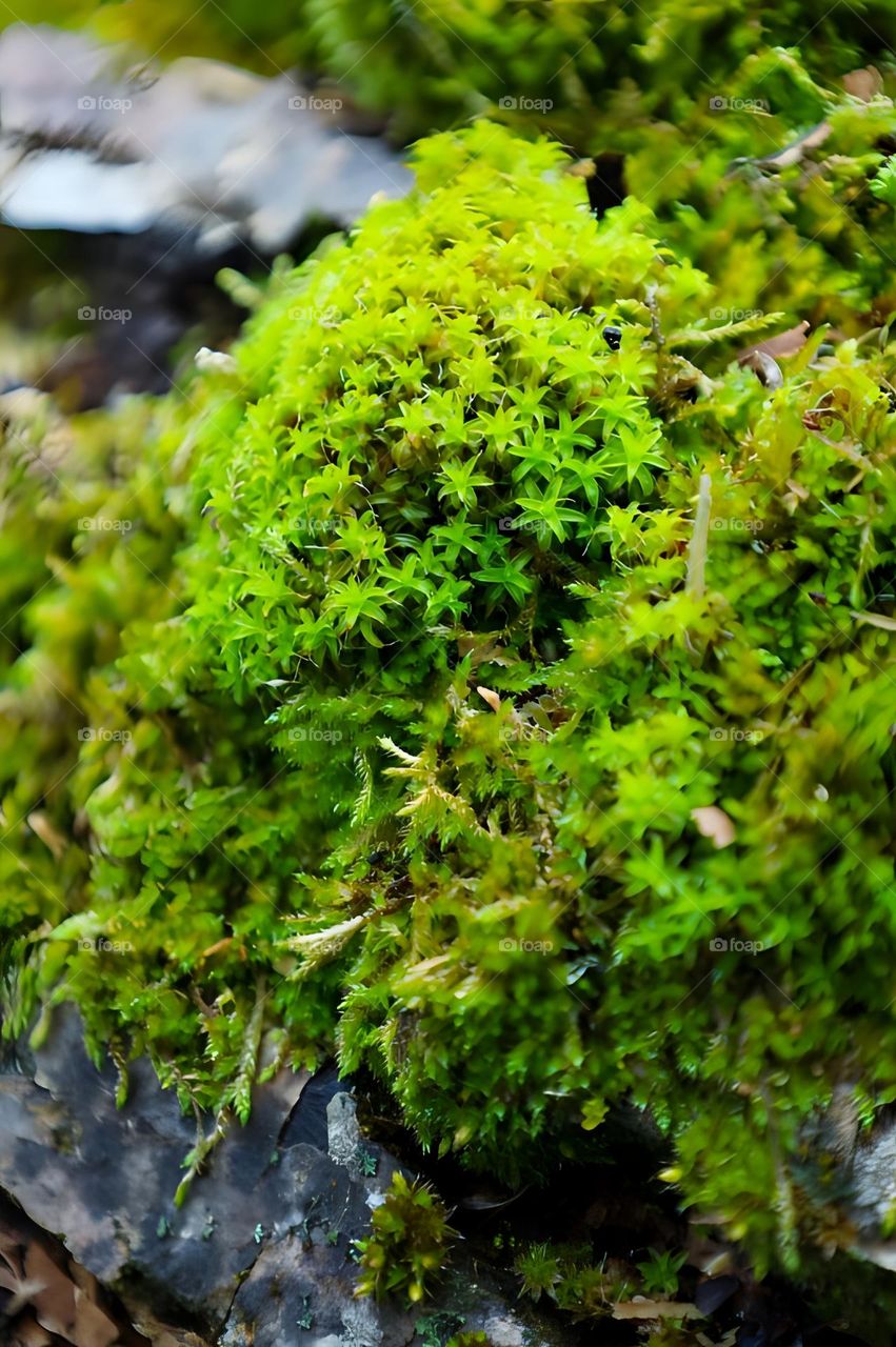 This macro picture represents a green and beautiful moss.