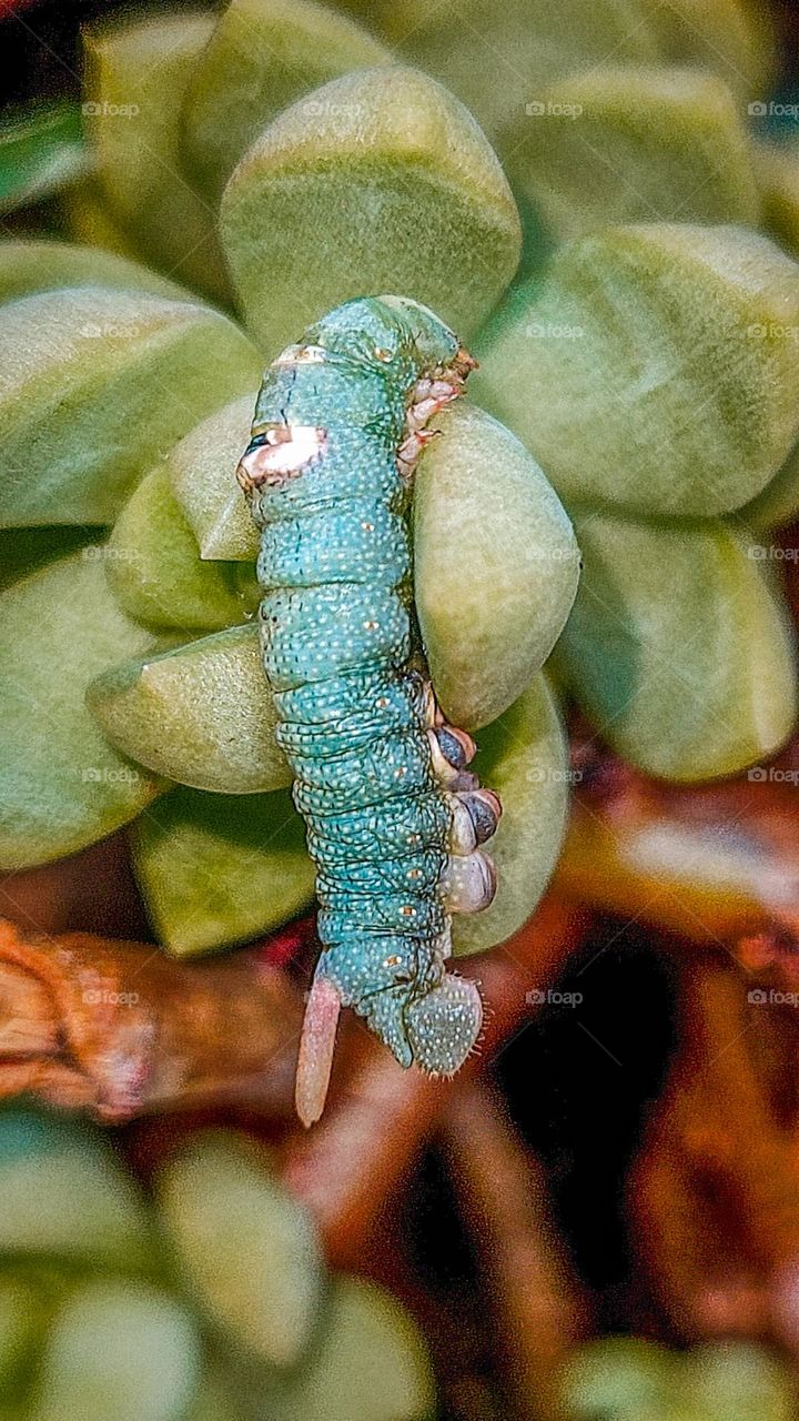 Caterpillar climbing a succulent