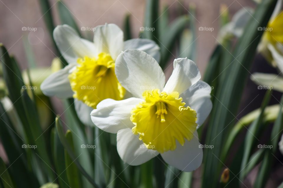 Spring Daffodils 
