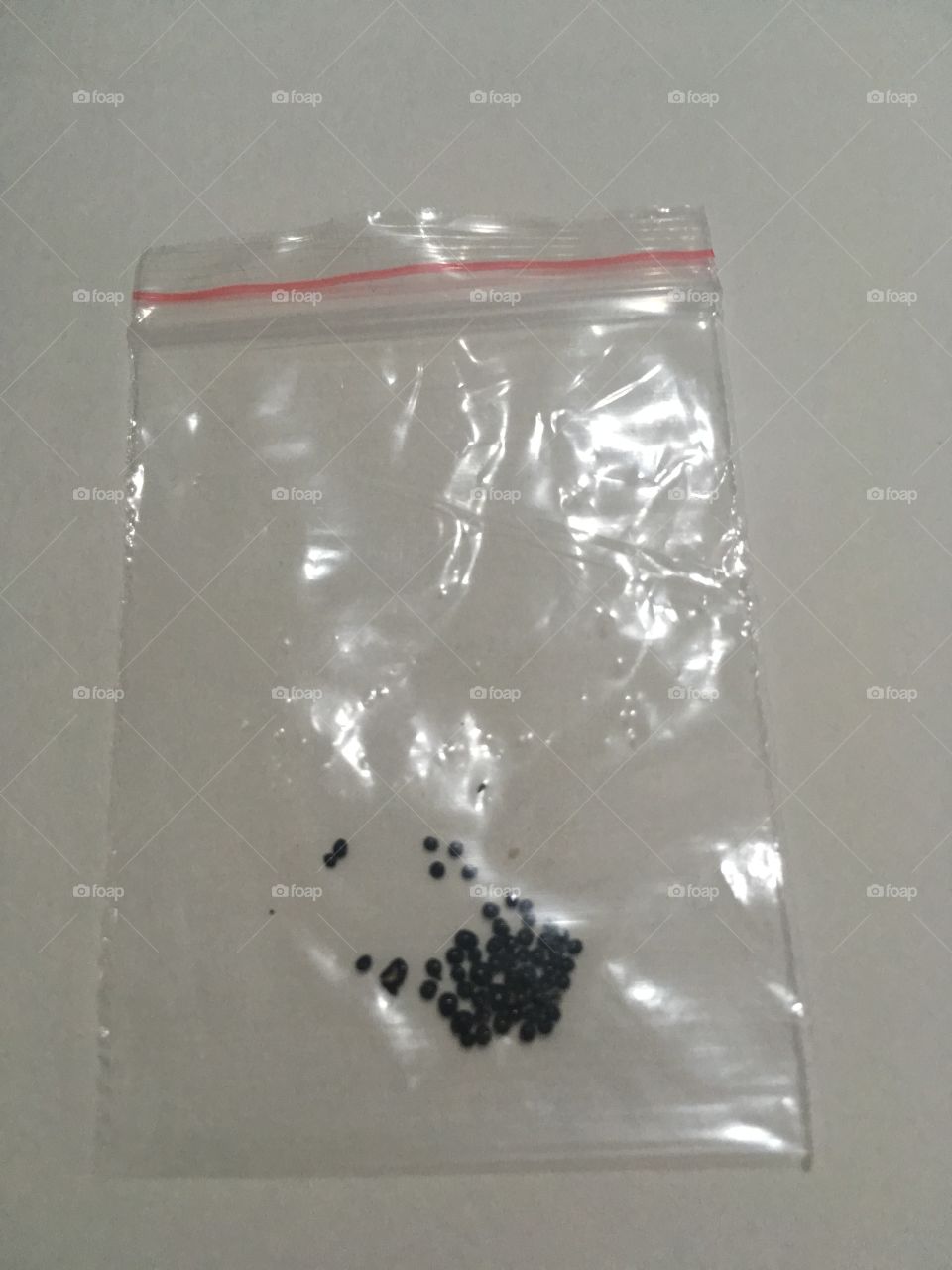  (Futuro)
Dionaea muscipula