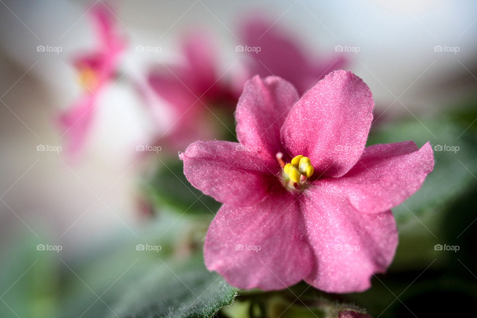 African Violet