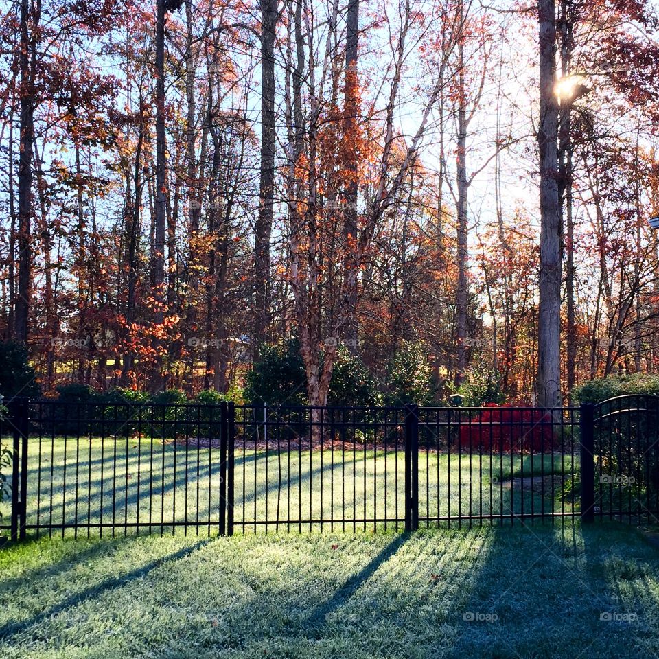 Fall, Tree, Leaf, No Person, Park