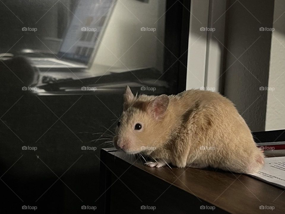 Cute syrian hamster on the table 