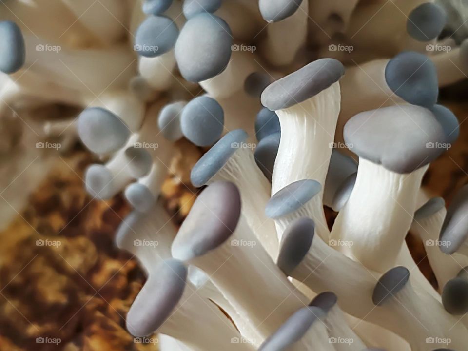 Closeup of Oyster mushroom pins 