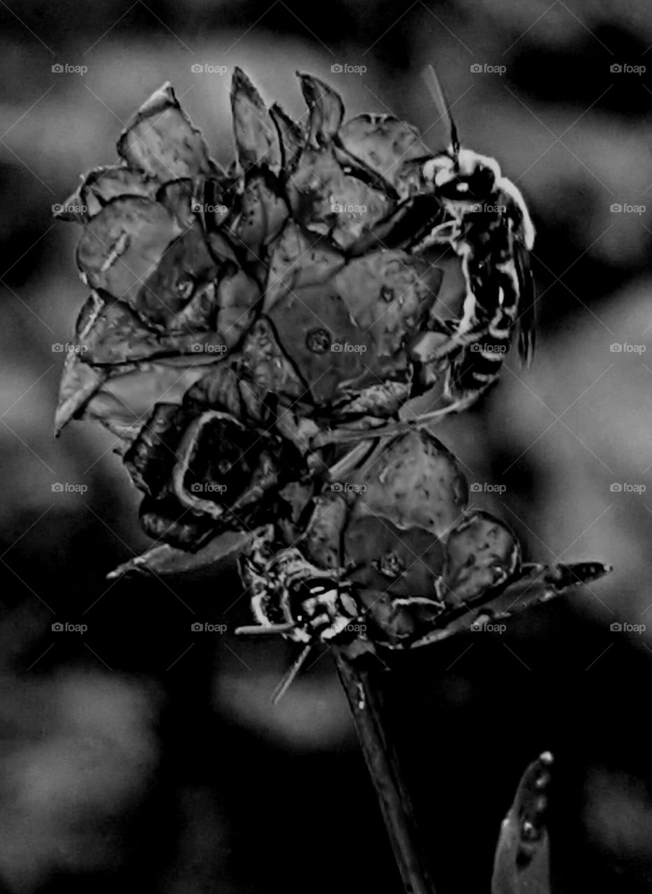 Monochrome, Flower, Nature, No Person, Fruit