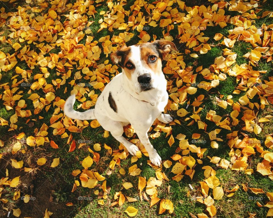 Cute puppy sitting on the bright leafs 