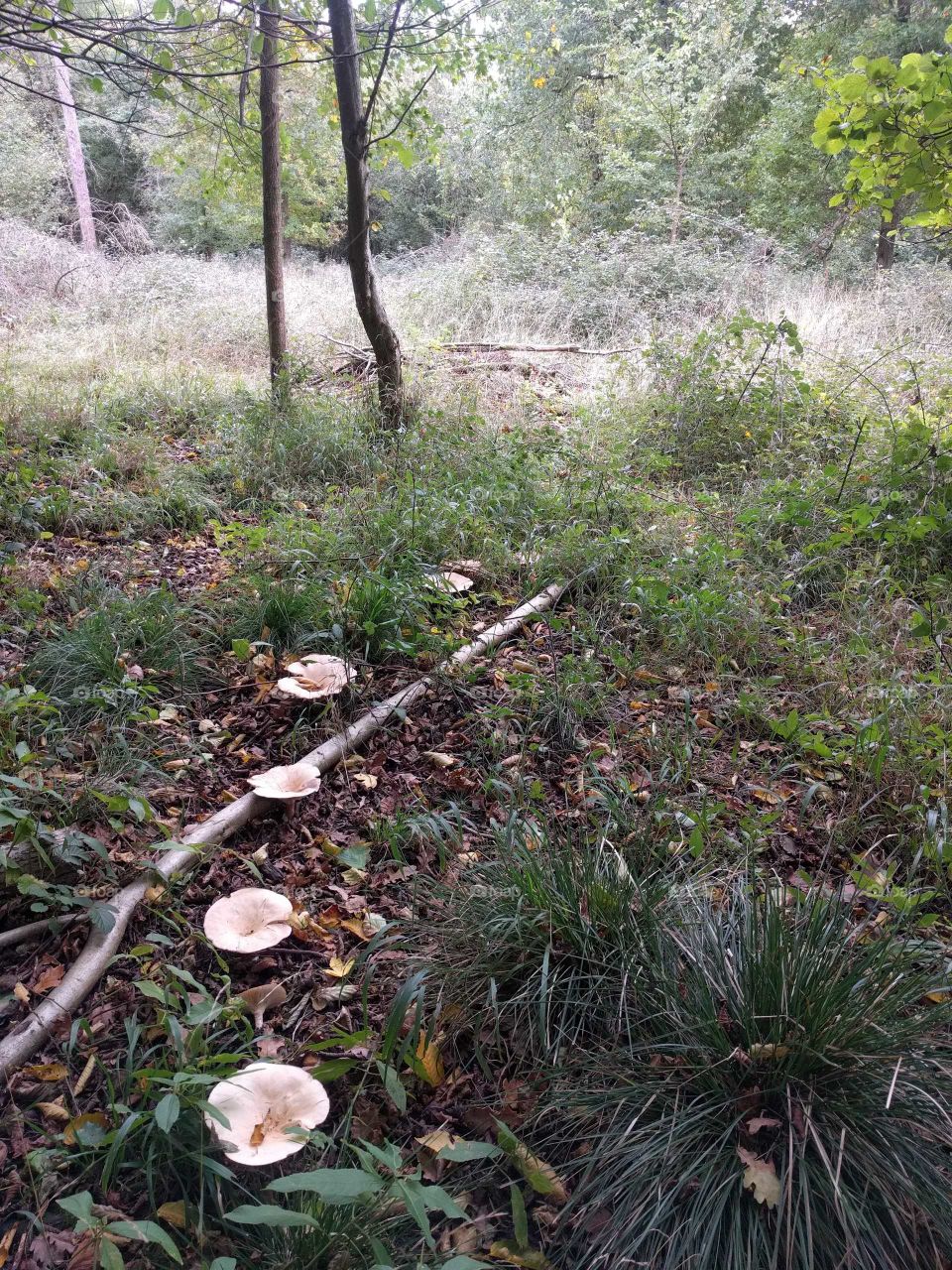 Ring of mushrooms in the UK