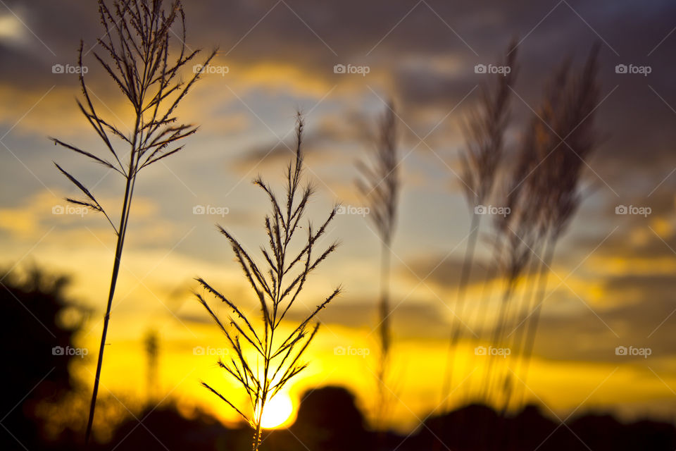 nature silhouette on sunset