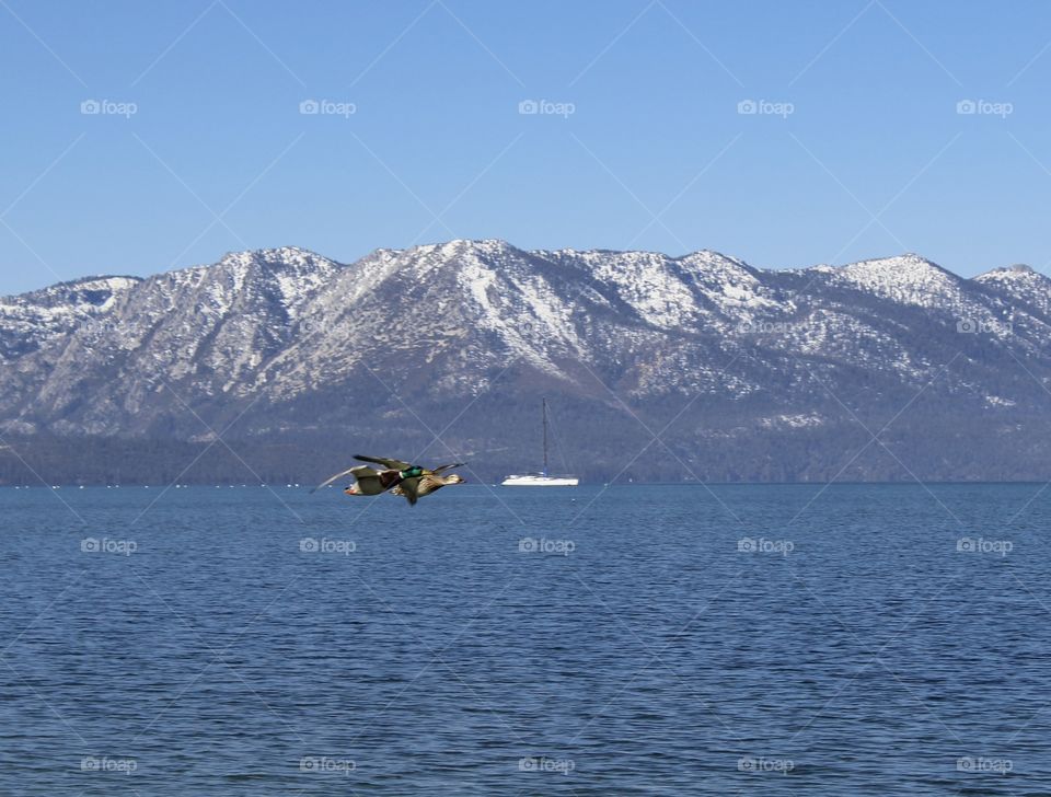 a pair of mallard ducks fly across the blue Waters with the snow covered mountains in the background.