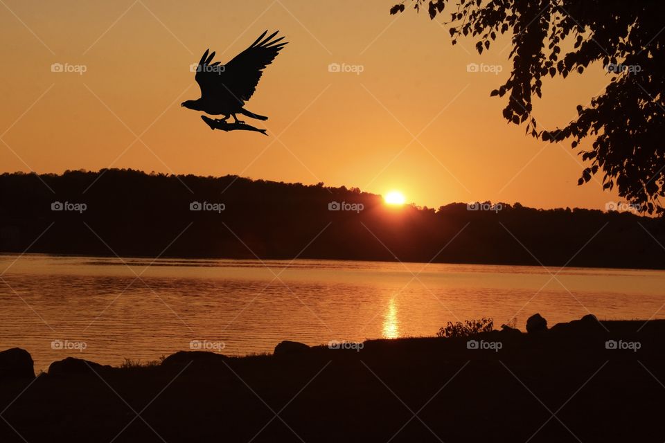 Golden sunset reflecting on a lake with a raptor flying over with a fish in its talons