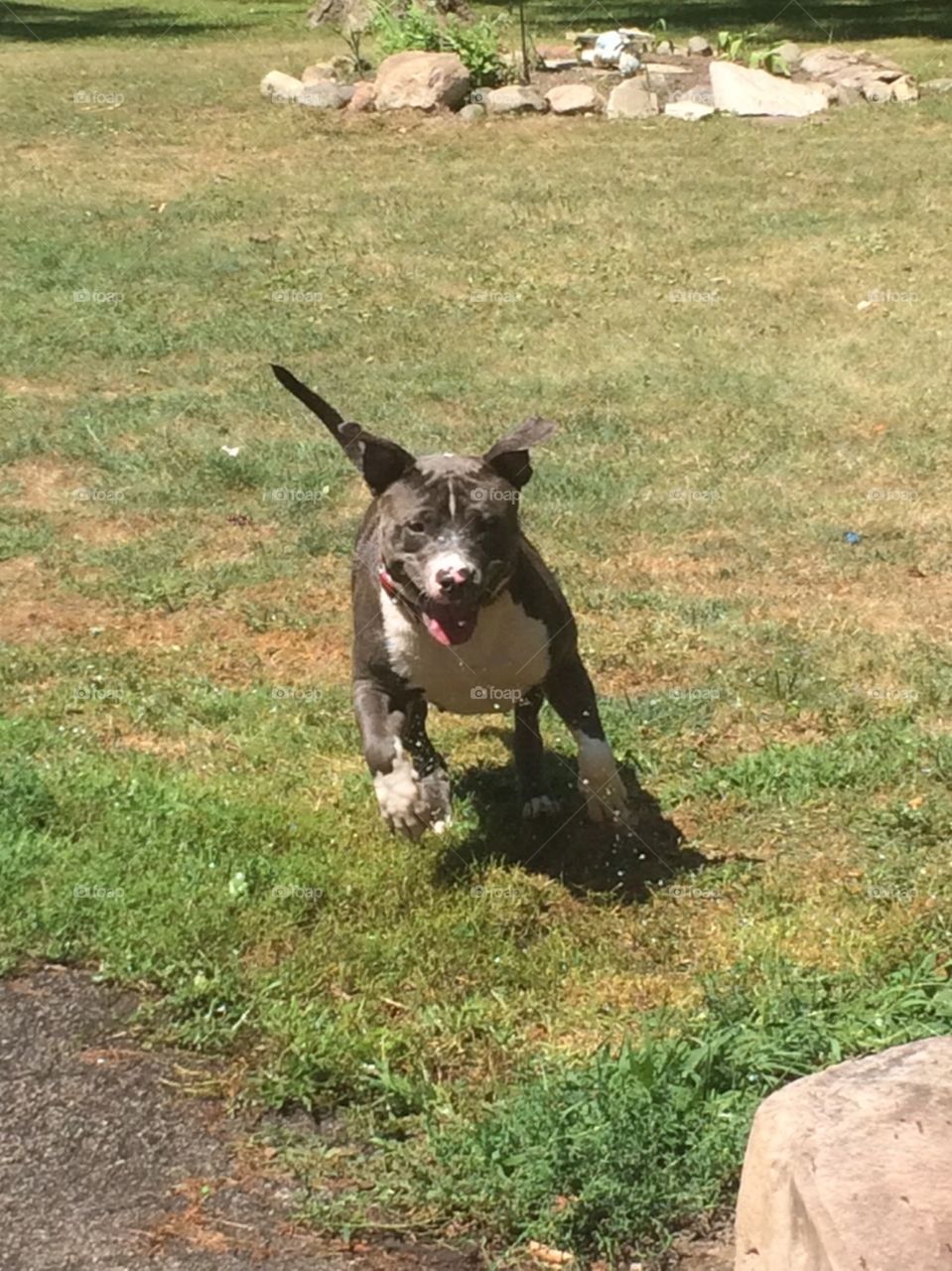 Pit bull Running through the sprinkler