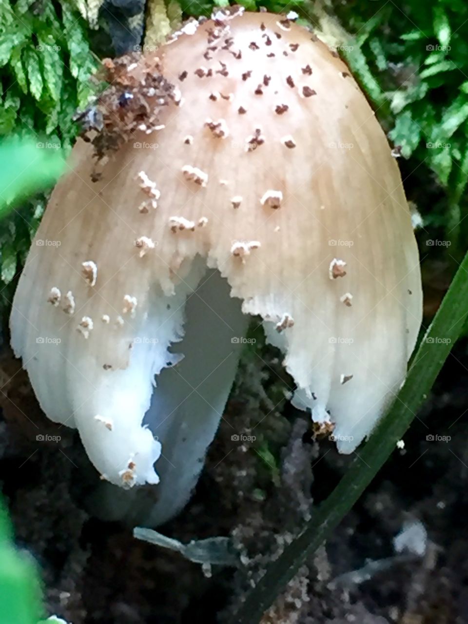 Mushroom view- 