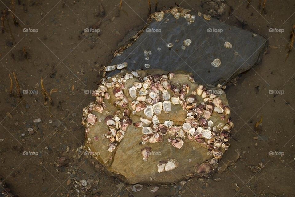 Open Oysters on Rocks