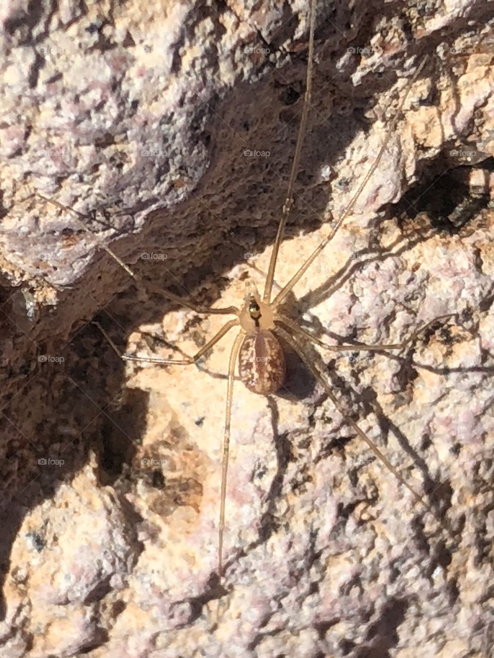 Cellar Spider