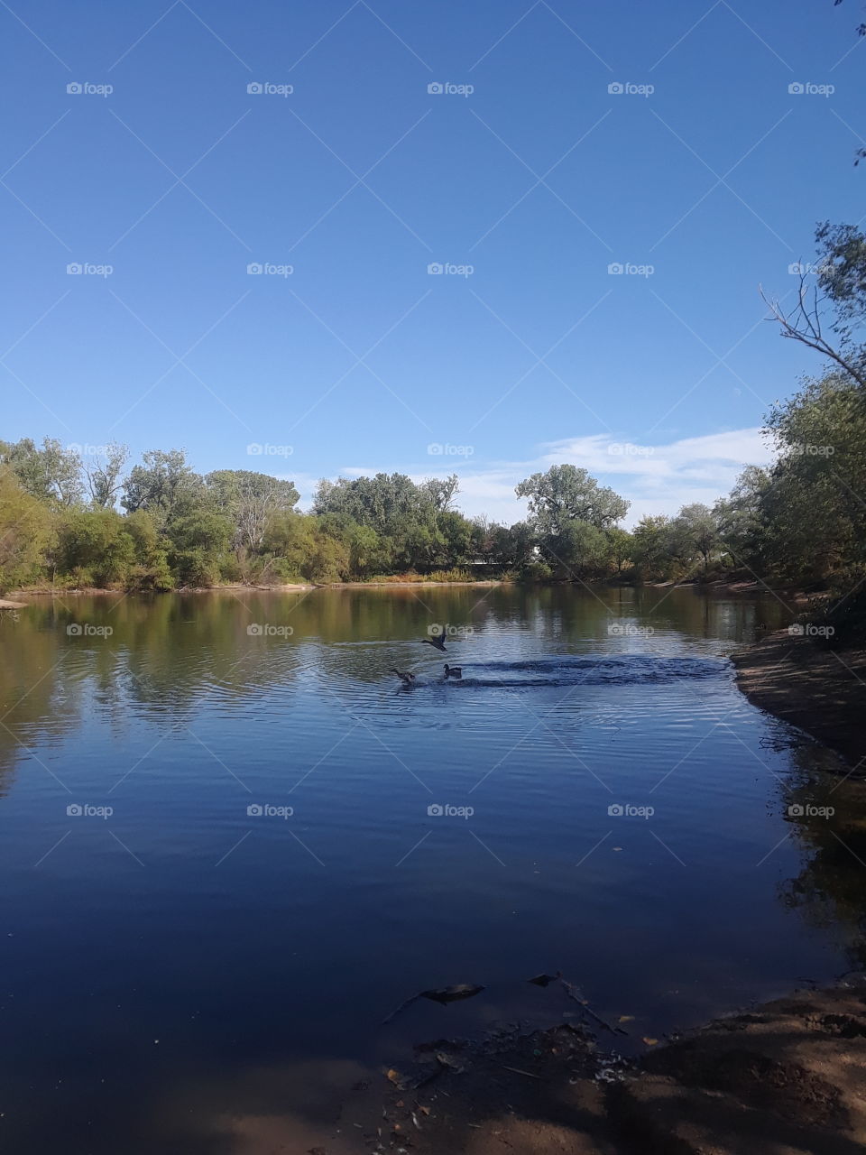 Ducks Going Across Water