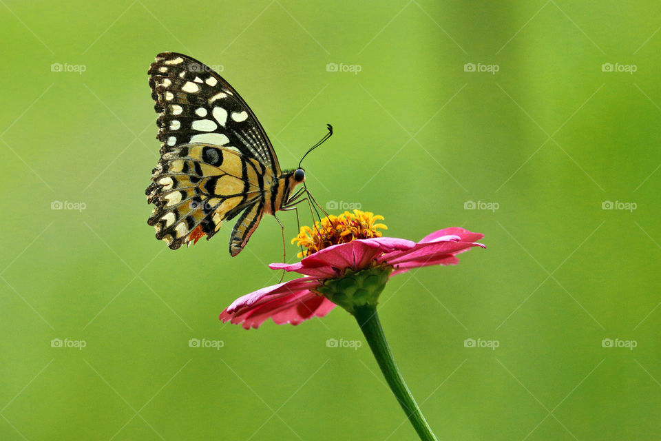 Butterfly sucking nectar on flower.
