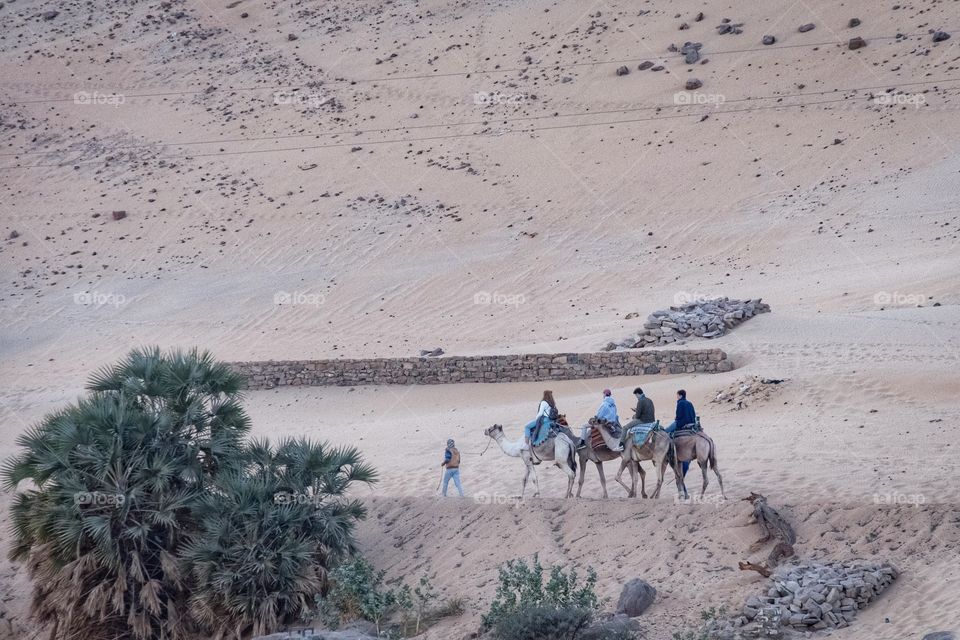 Riding camel in Luxor city