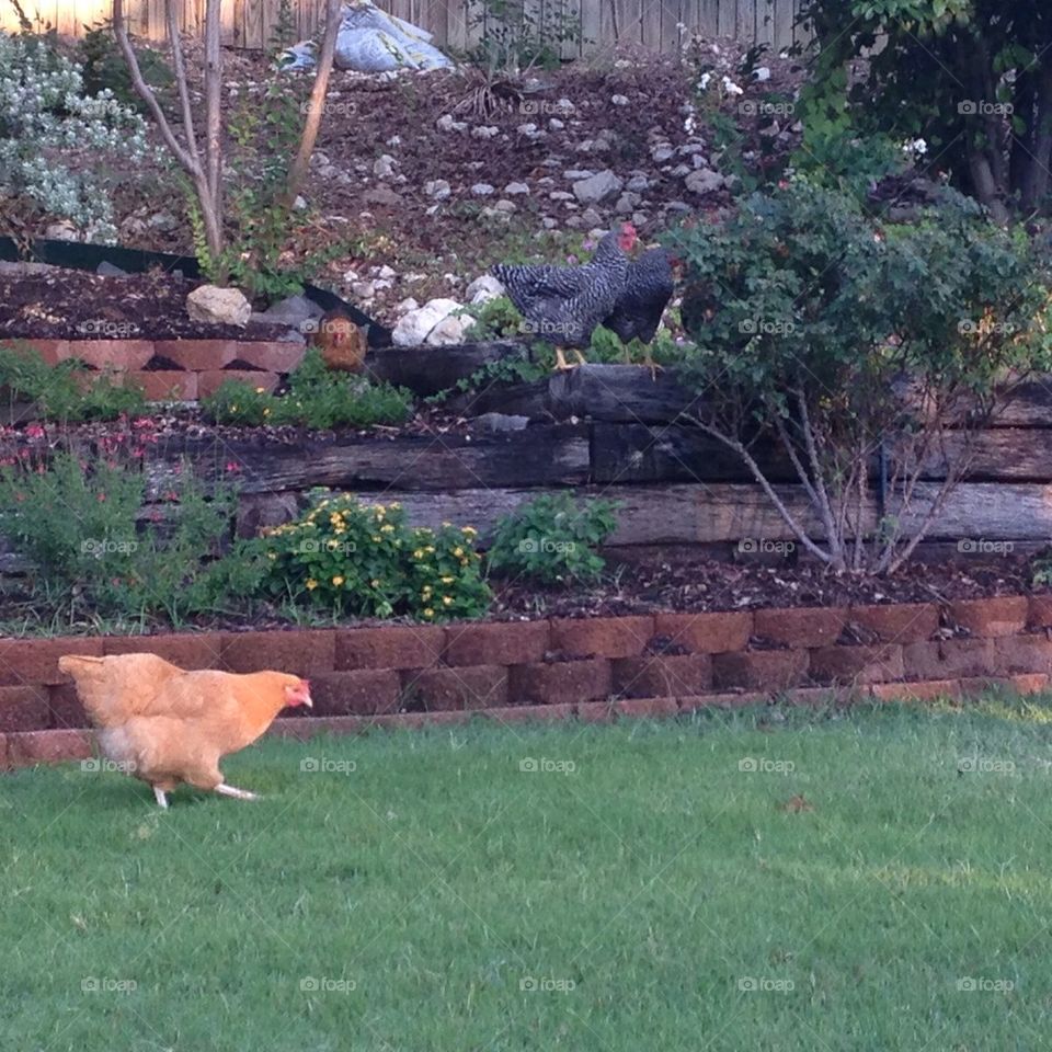 Backyard chickens