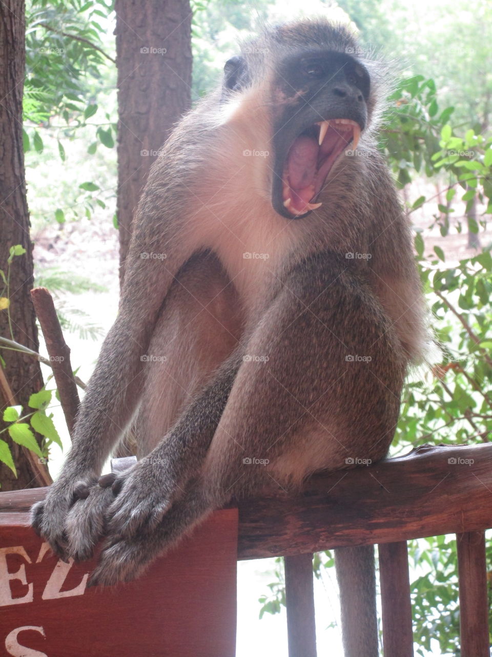 Angry monkey 