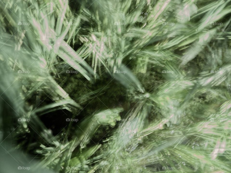long Sutter speed photo of grass