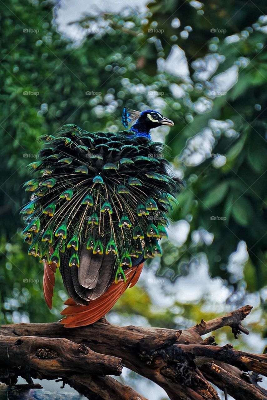 peacock
