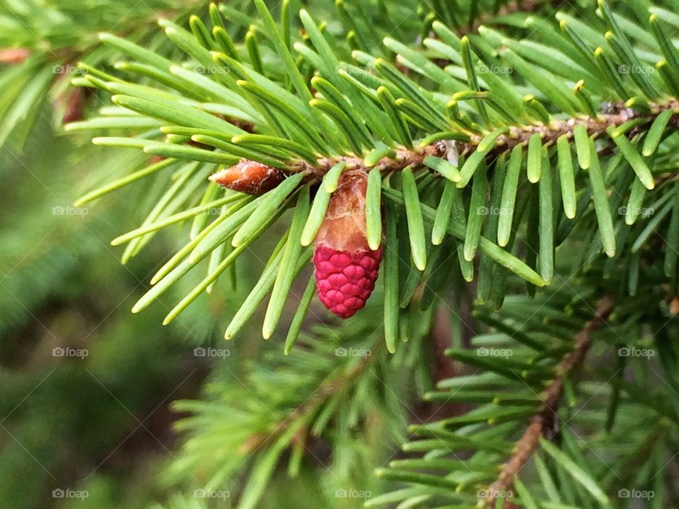 Pinecone budding. Budding pinecone showing its raspberry red color