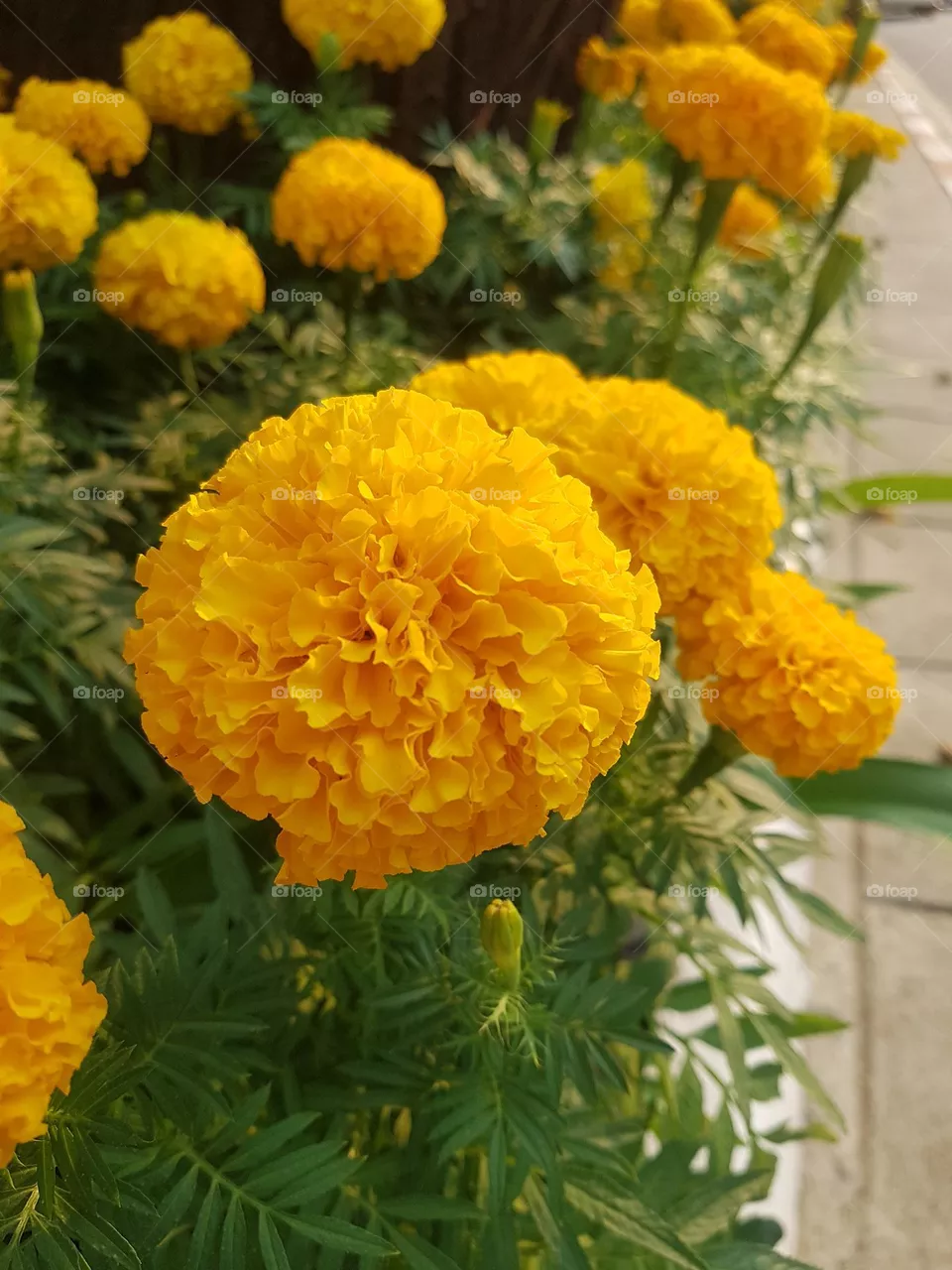 marigold