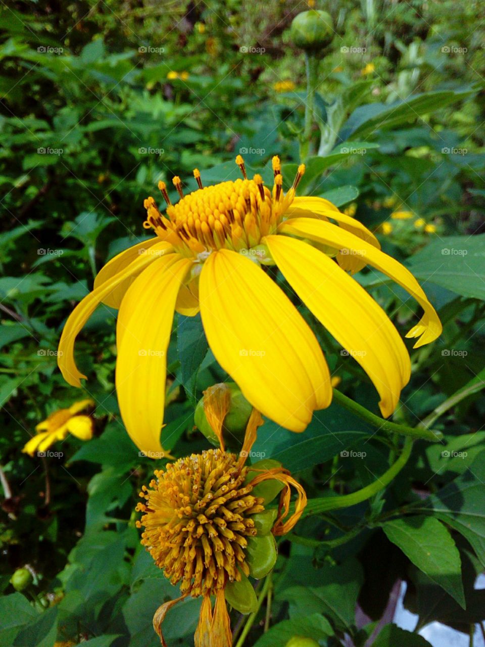 Yellow Flower